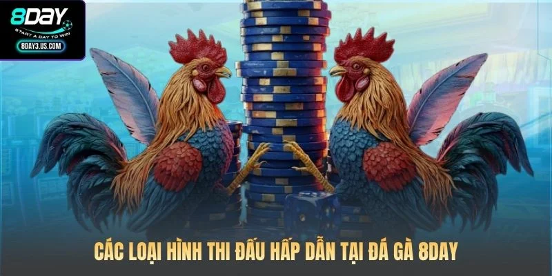 Các loại hình thi đấu hấp dẫn tại Đá gà 8DAY